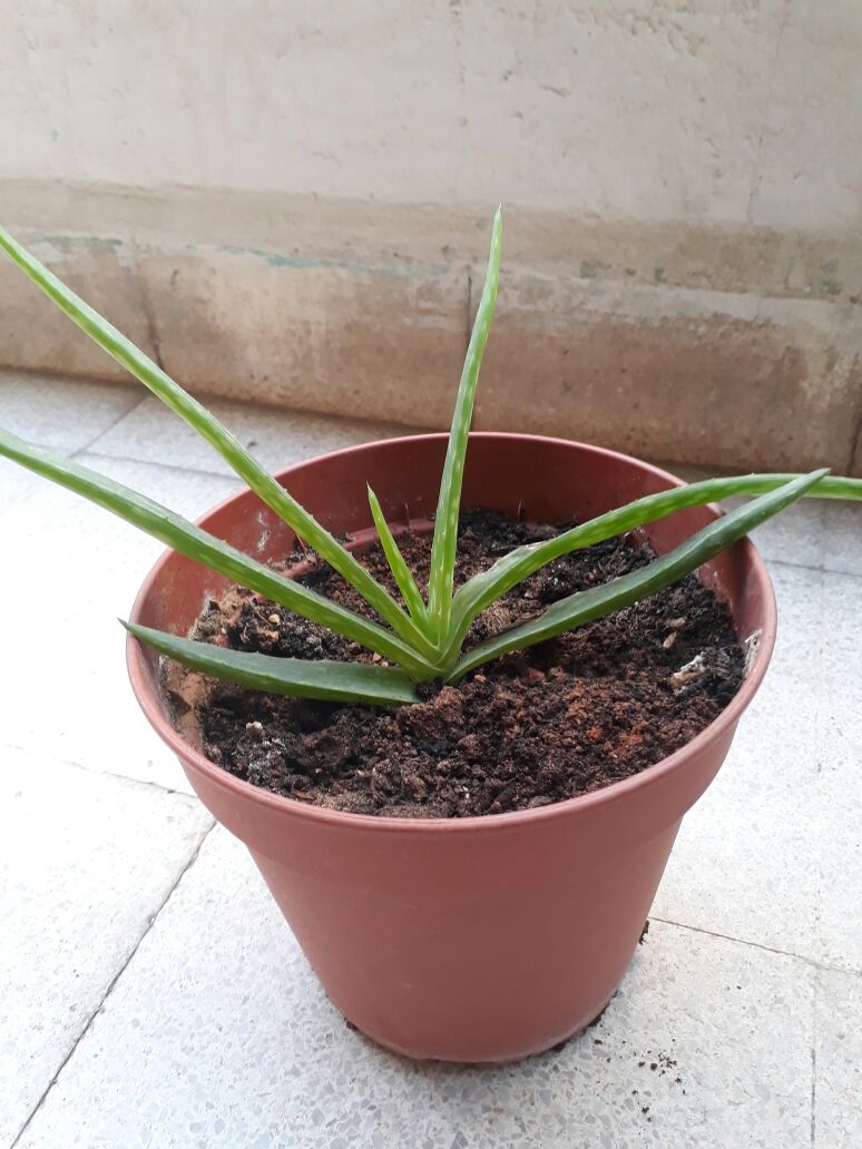 Baby Aloe Vera Plant Beirutbuy Com Online Shop In Lebanon